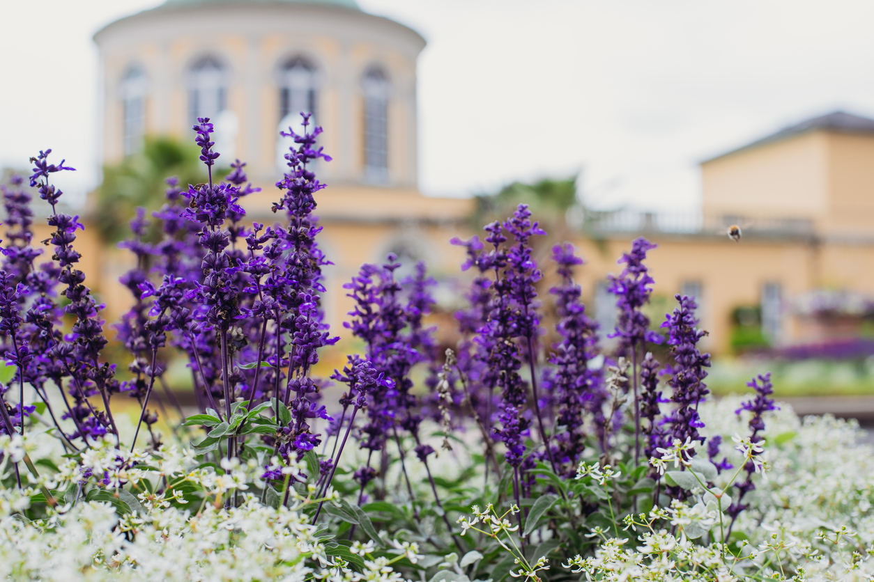 Blooming lavender bushes on a summer day in the botanical garden.