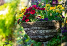 How to Plant Hanging Baskets Colorful hanging flower plants. Photo by Geraldine Dukes via unsplash