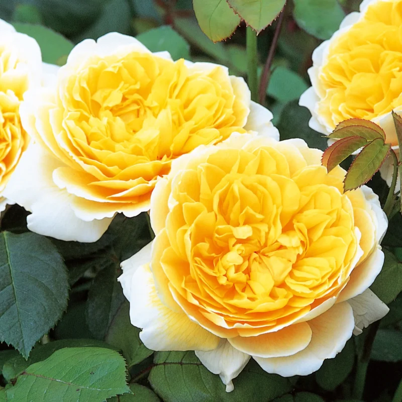 Charlotte Roses
