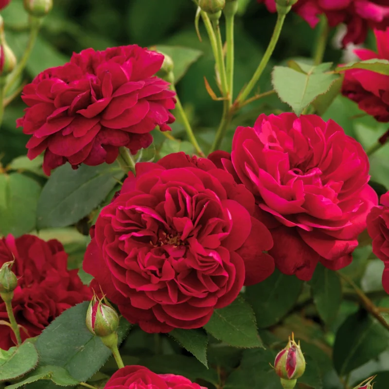 Darcey Bussell Roses