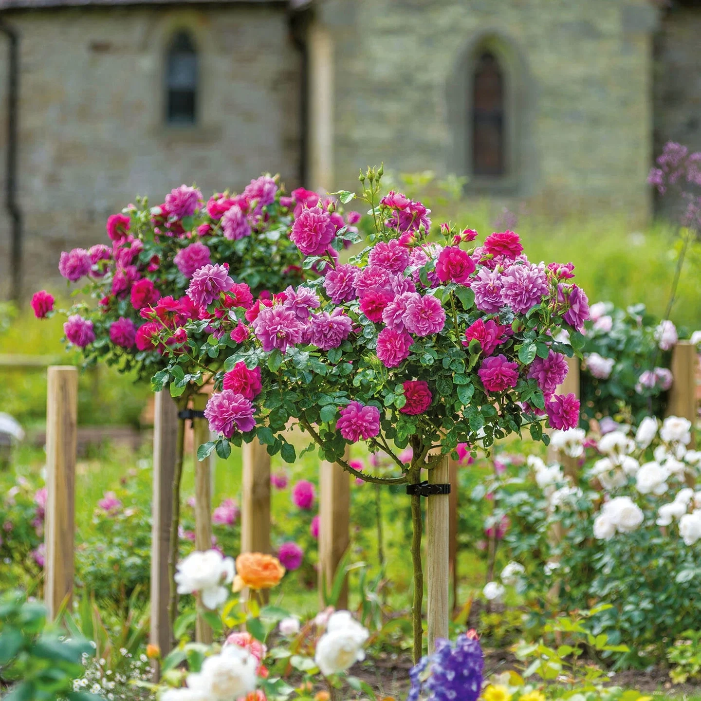 Princess Anne Beautiful Roses
